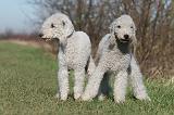 BEDLINGTON TERRIER 166